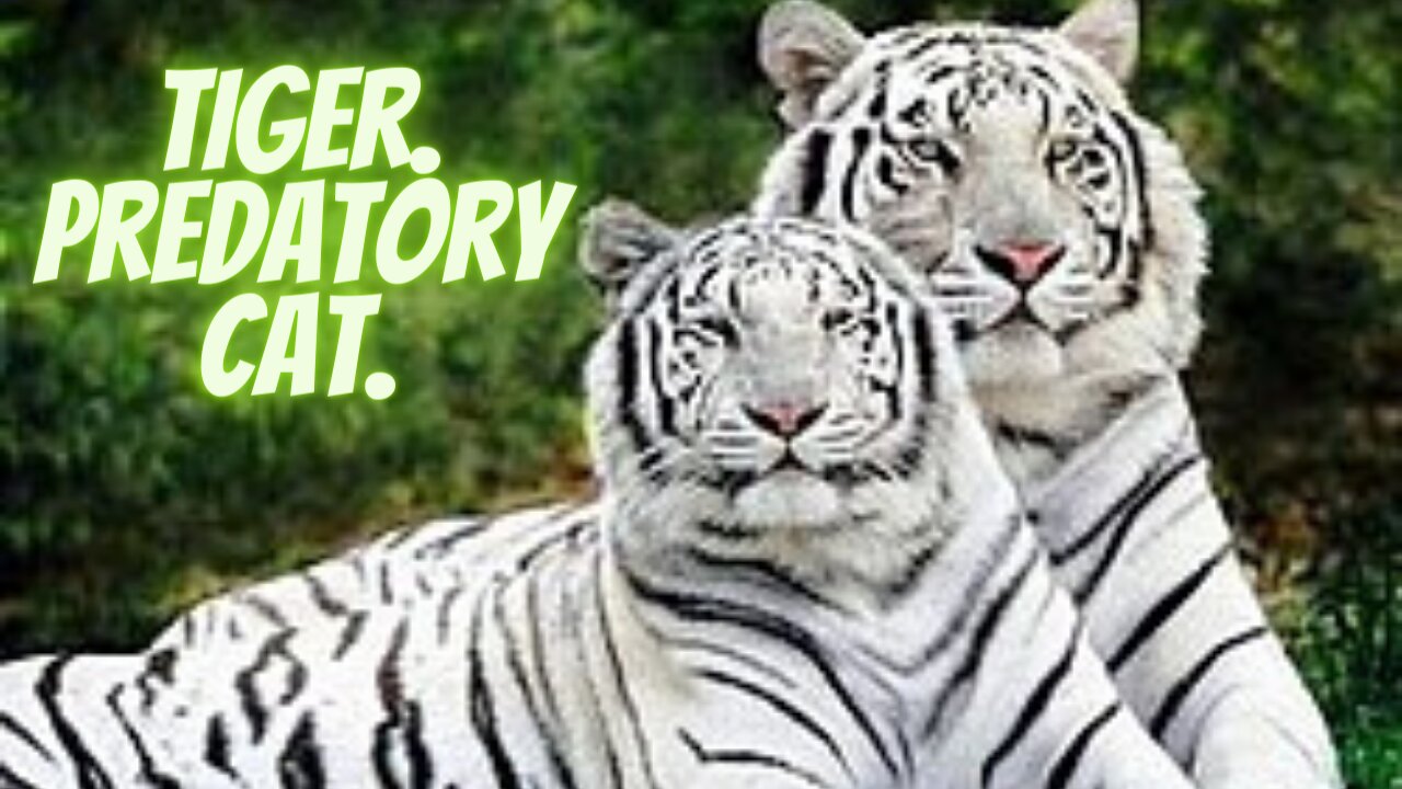 Tiger. Predatory cat.