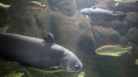 Exhibit 1.1 Catfish and carp