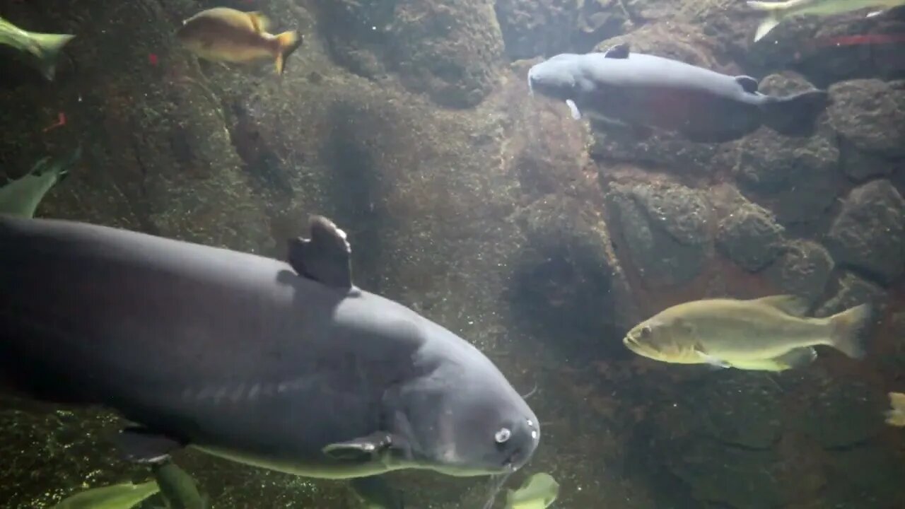 Exhibit 1.1 Catfish and carp