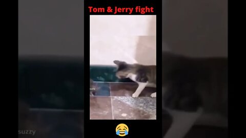 Tom & Jerry live fighting