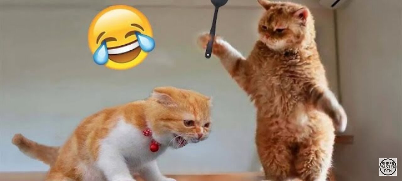 Fanny animal video 🤣 cats and dogs funniest 🤣 video