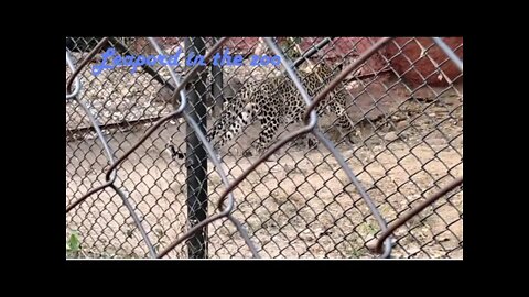 Video of a leapord in the zoo,#shorts,#leapord, #zoo,#leapordwalking,#animal,#animallover,#trending