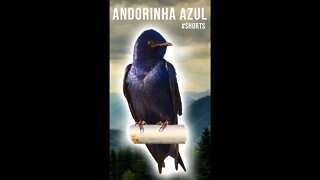 Progne Subis - Canto da ANDORINHA AZUL - #shorts