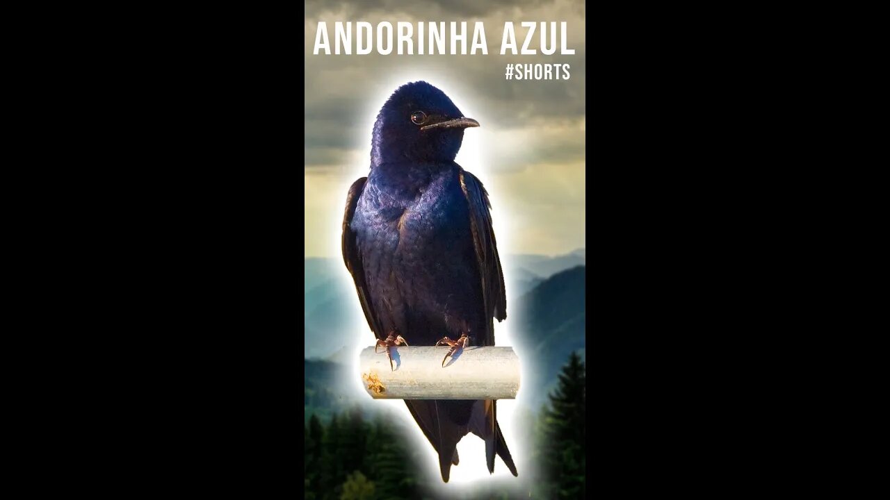 Progne Subis - Canto da ANDORINHA AZUL - #shorts