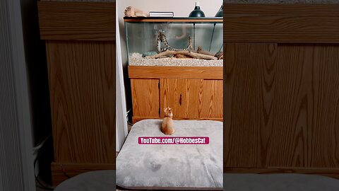 Curious ginger-orange kitten.