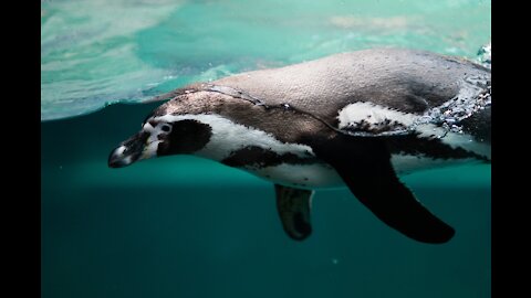 Whoa! 😲 Unexpected passenger! Glad the little guy was ok in the end! 🐧