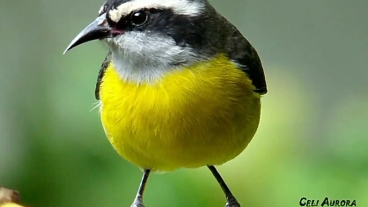 Canto do Sibite 🐦