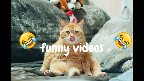 Funny animal videos 2023 - Funny cats/dogs - Funny animals