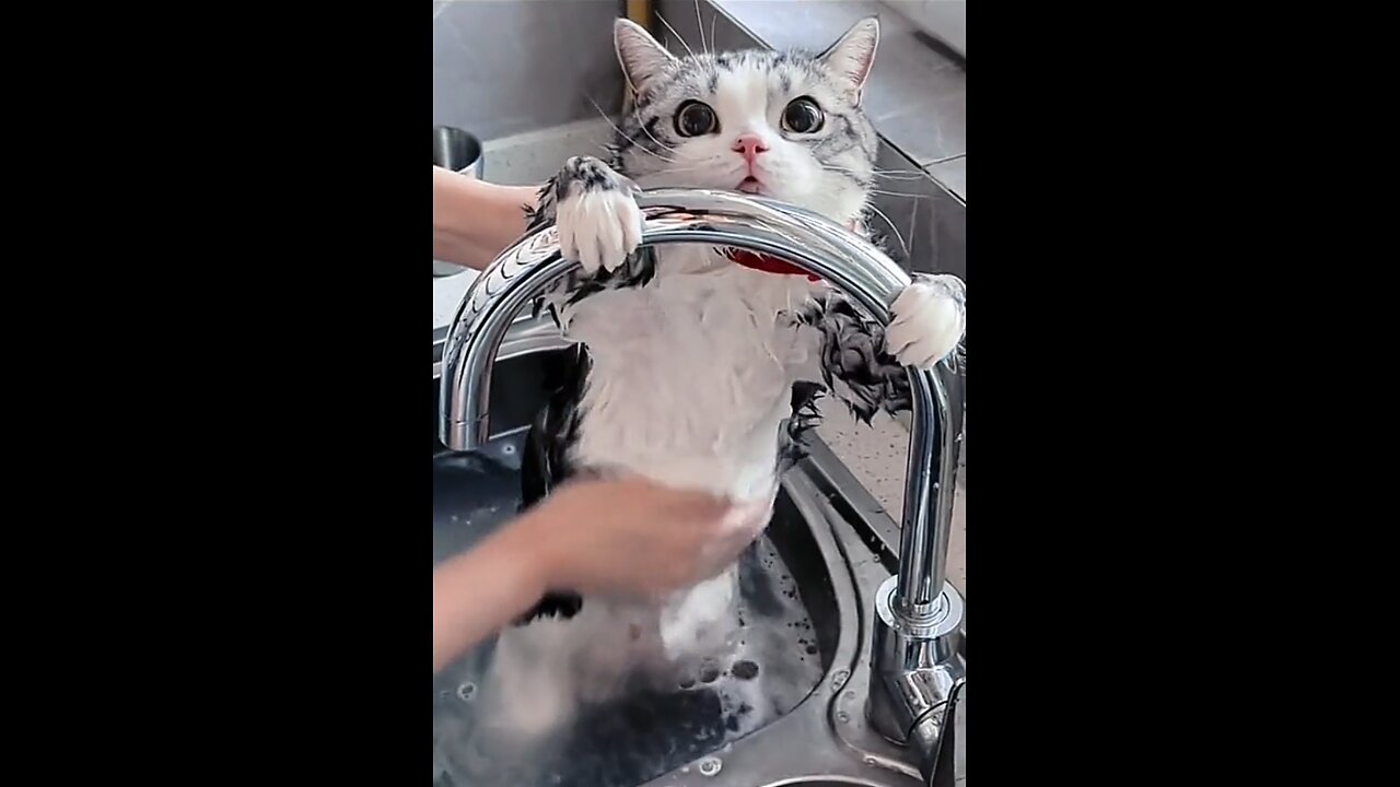 I washing my cat so adorable😘😘 #viral