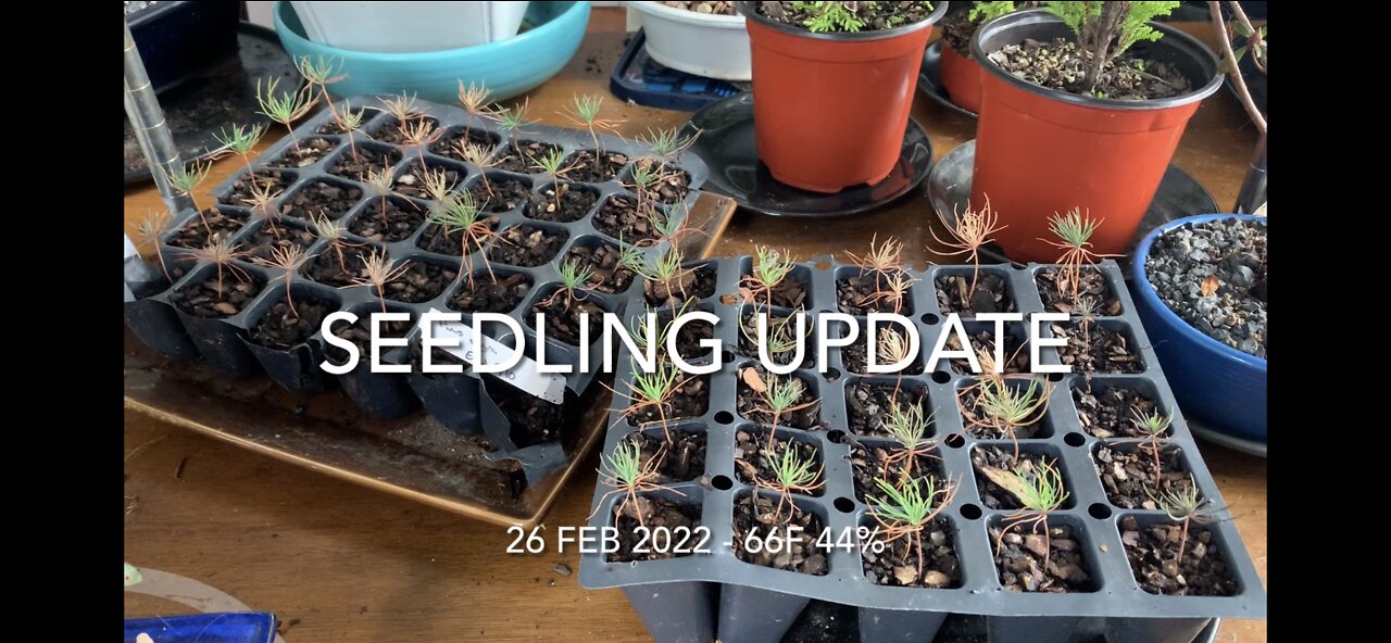 Seedling Update 26 Feb 2022