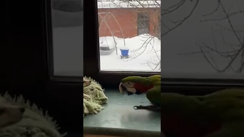 Parrot 🦜Pulled 🦊Fox Cub's Ear #shorts