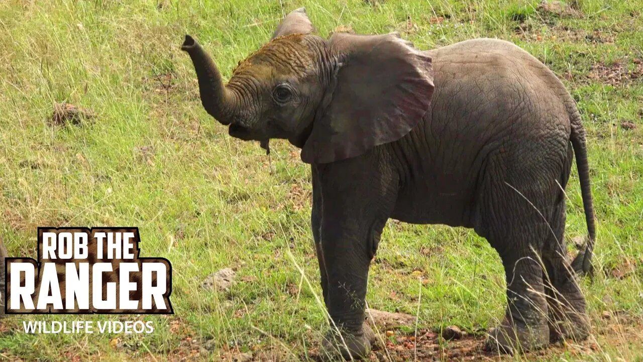 Elephants With Tiny Calves Near The Mara River | Maasai Mara Safari | Zebra Plains