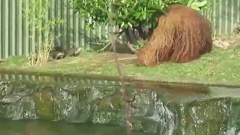 Orangutan & Otters