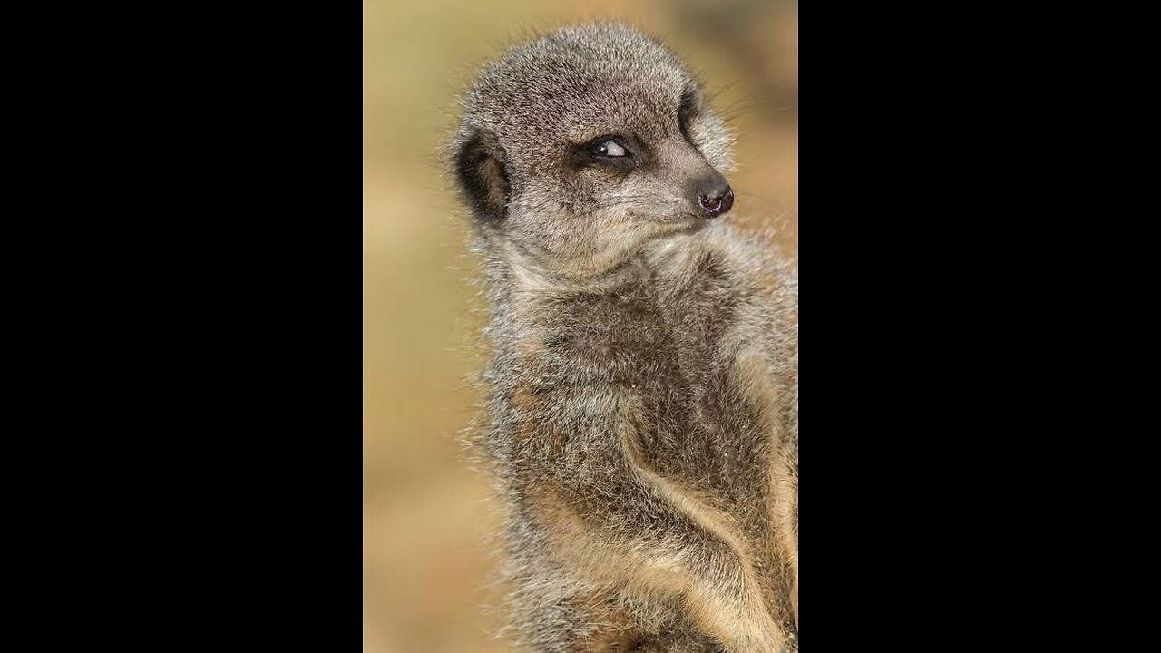 animal video 🤭🤪😁watch this