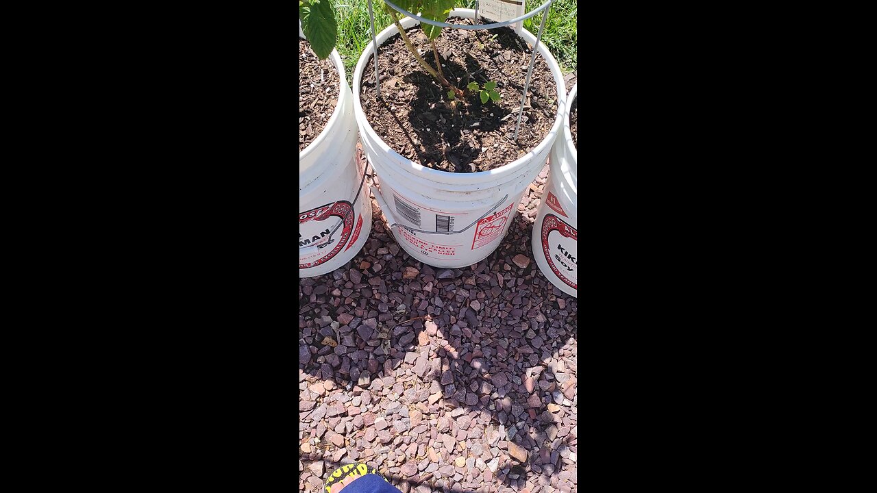 BURROWS FAMILY BUCKET GARDEN