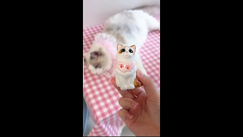 Aww cute cat video funny😍😍/Funny/funny/Cute/cute/animals/animal/