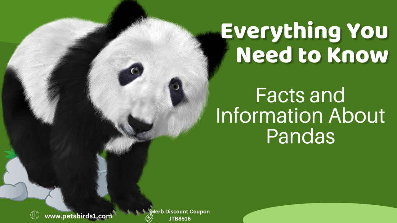 Did you know facts about pandas? #pets_birds