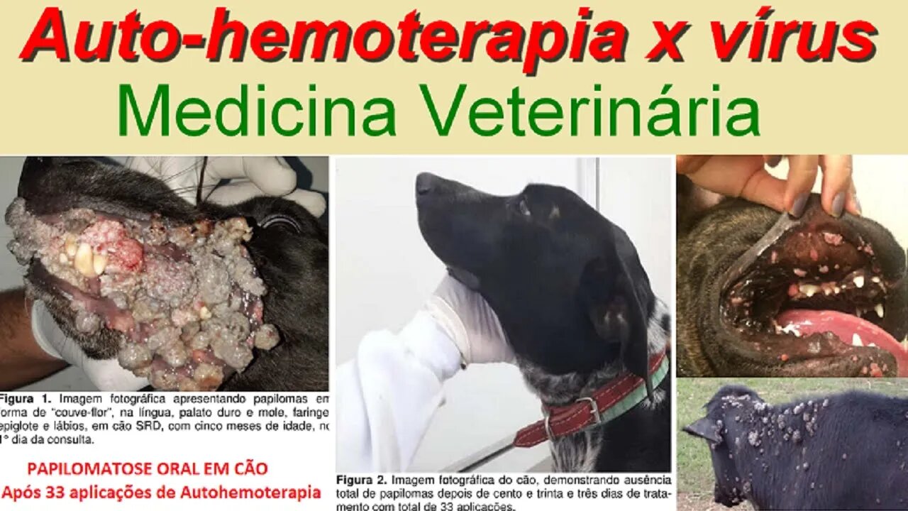 AUTO-HEMOTERAPIA NO COMBATE A VÍRUS TAMBÉM EM MEDICINA VETERINÁRIA