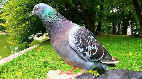 Pigeon Posing on My Hand and Knee