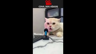 O GATO QUE QUERIA SER LOCUTOR