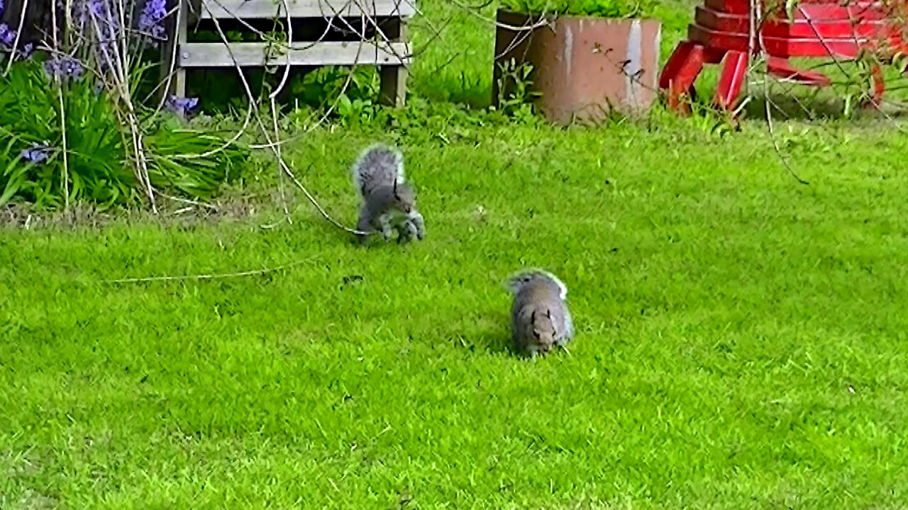 IECV NV #525 - 👀Two Grey Squirrels Exploring And Playing In The Backyard 🐿️ 5-5-2018