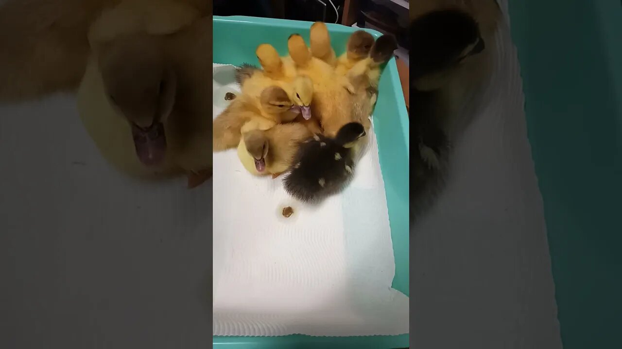 A couple of ducklings, an older video