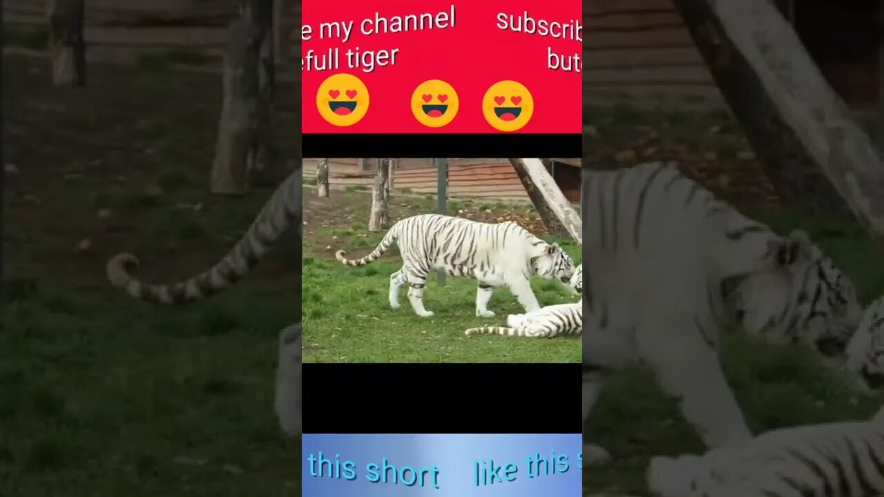 animated short film|#short |#shorts |#tiger