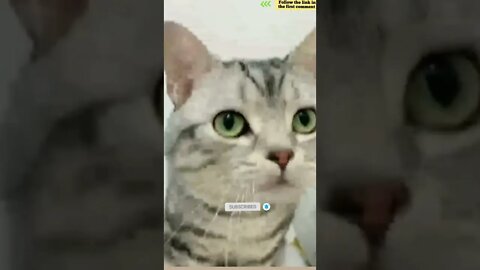 cute cat videos 😹 funny videos 😂 720 😻 #shorts #shortsfunny #cutecat #funnycat #catvideos #catscare