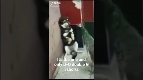 It's the one and only D-O double G #shorts