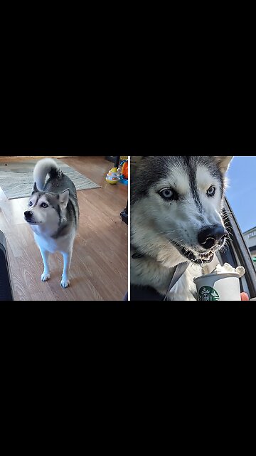 Nora The Husky Has A Lot To Say! Woof!