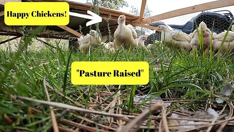 We moved our Chickens to Grass!