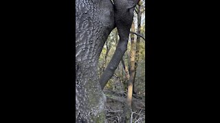 Young Oak Wrapping Around Old Oak