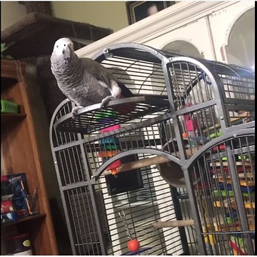 Parrot hears dog barking, calls him a "good boy"