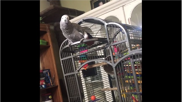 Parrot hears dog barking, calls him a "good boy"