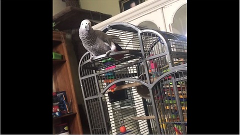 Parrot hears dog barking, calls him a "good boy"