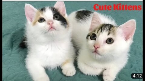 Cute Kittens Funny and Cute Cat Videos Compilation 2023 #11