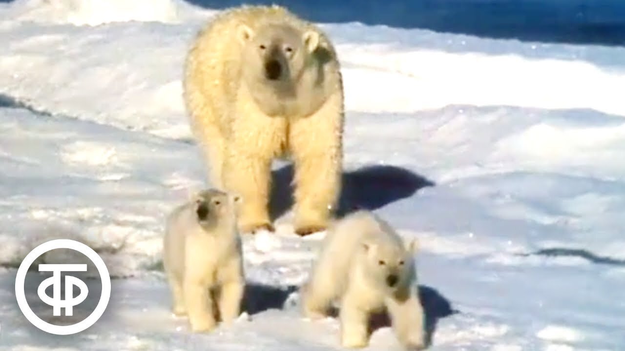Three polar bears and a flare-gun