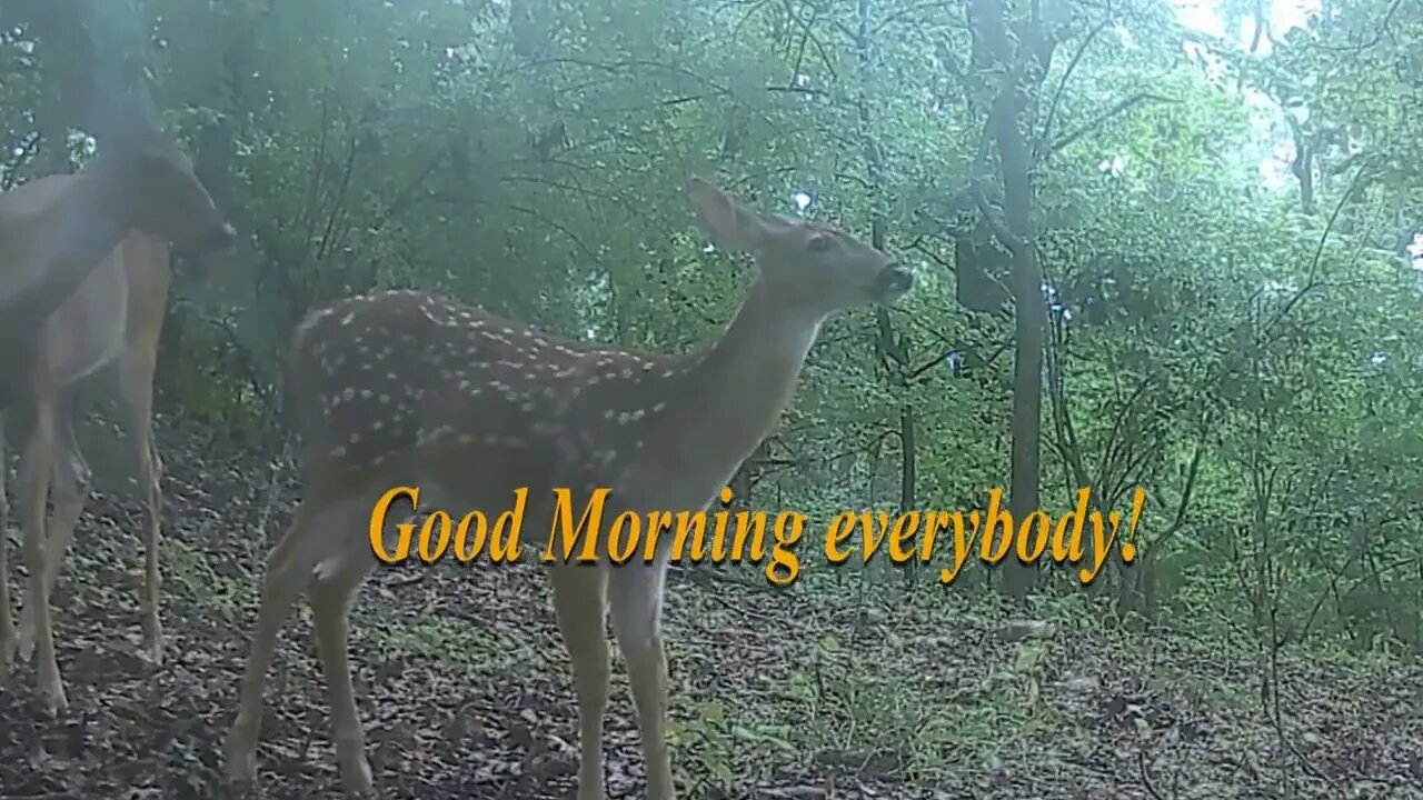 A Doe and a Fawn say hello to us watchers!