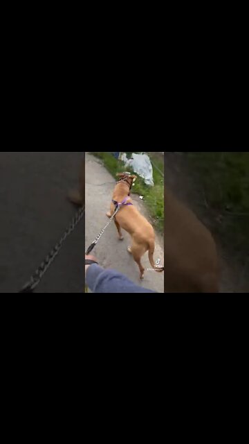 Pit bull and Staffie life