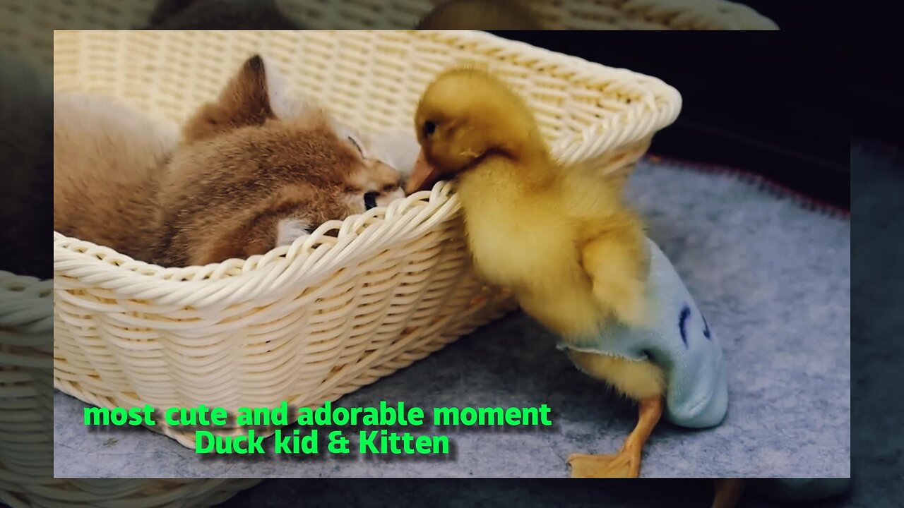 The duckling can finally sleep with the kitten! the process is tough