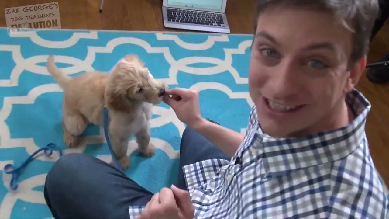 3 Easy Things to Teach your NEW PUPPY!