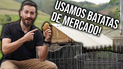 Como plantar batatas em canteiro elevado? - Chácara SV