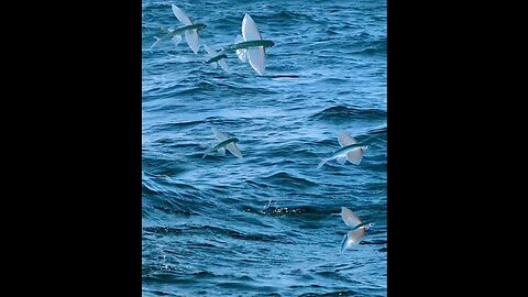 Flying Fish