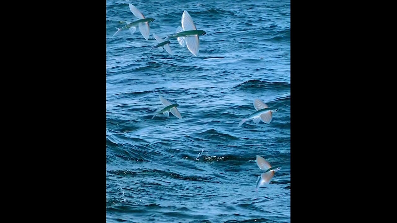 Flying Fish