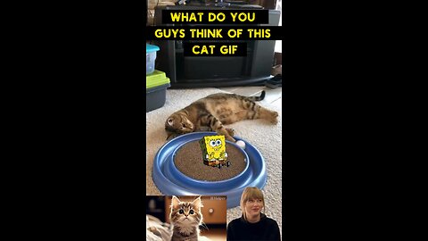 Cute Cat Gif