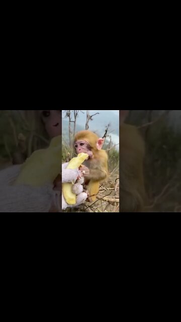 Breaking News As It Happens. **Warning** **Graphic Content** Viewer Discretion Advised 18+ #shorts