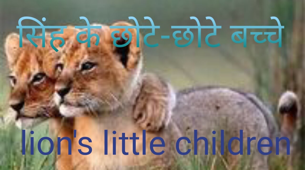 Lion cute cute baby lion mum is baby saved