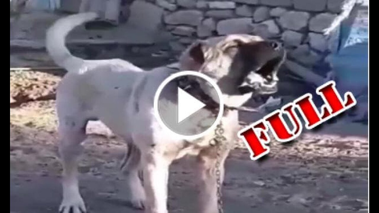 Very Angry Shepherd DOg