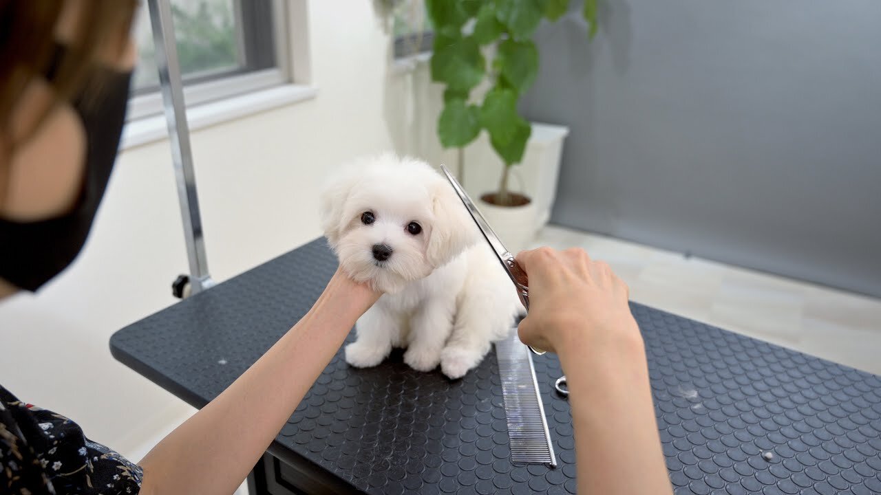 Maltese puppy Falls Asleep While getting Haircut