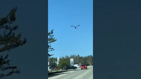 Bird takes Fish on a wild ride